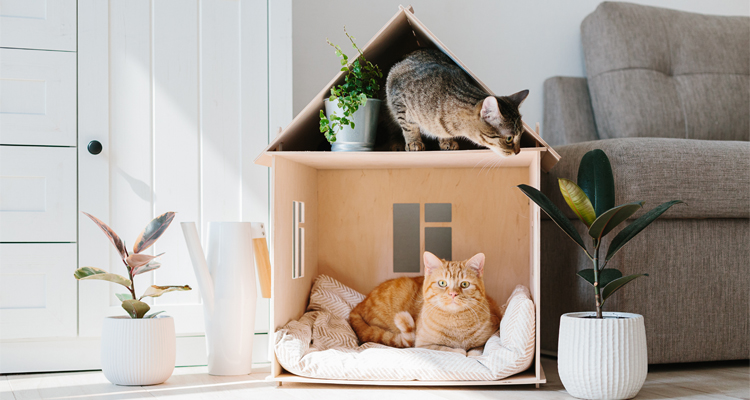 What are common household hazards for kittens?