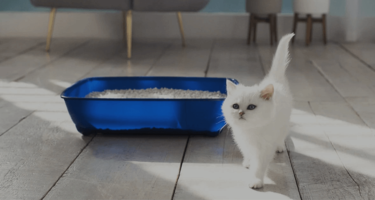 How to litter-train a kitten: Our quick and easy guide