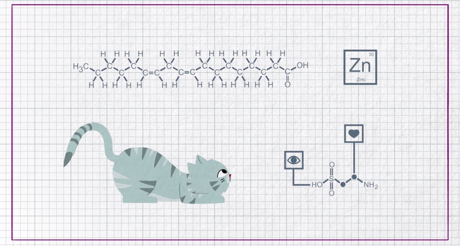 Can cats eat human food?