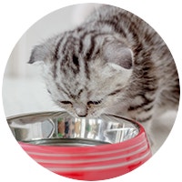 Kitten nutrition