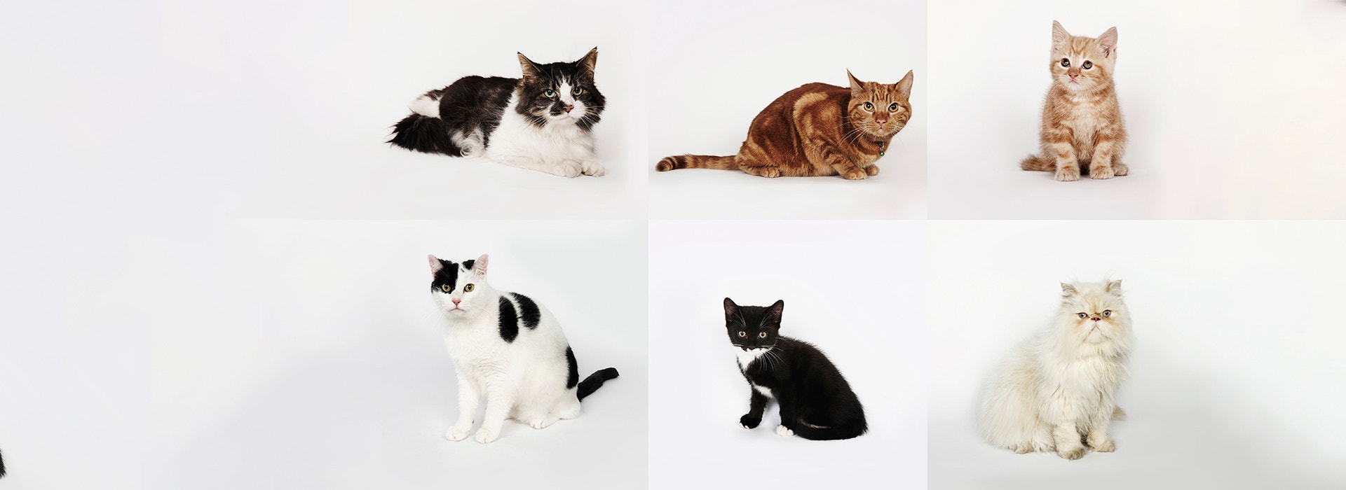 Different breeds for Indian Cats