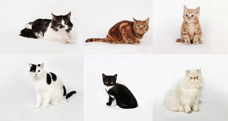 Different breeds for Indian Cats