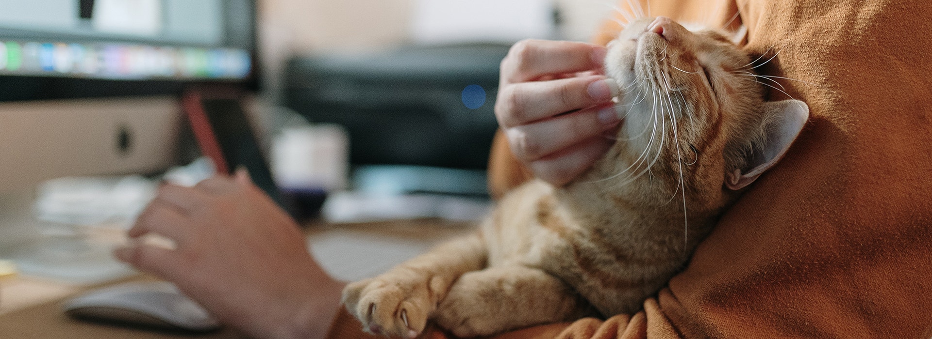 Woman stroking a cat while sitting on her desk