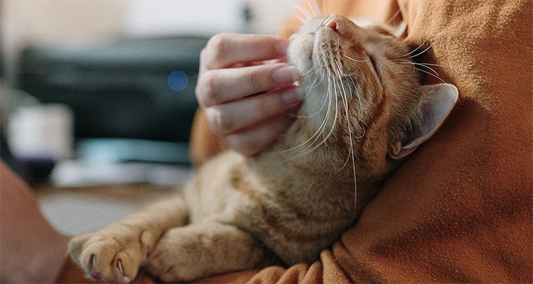Woman stroking a cat while sitting on her desk