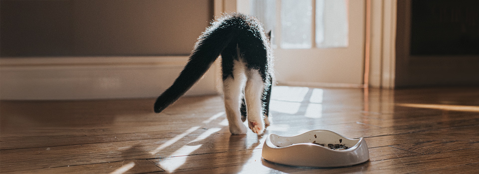 A kitten walks away from her food bowl