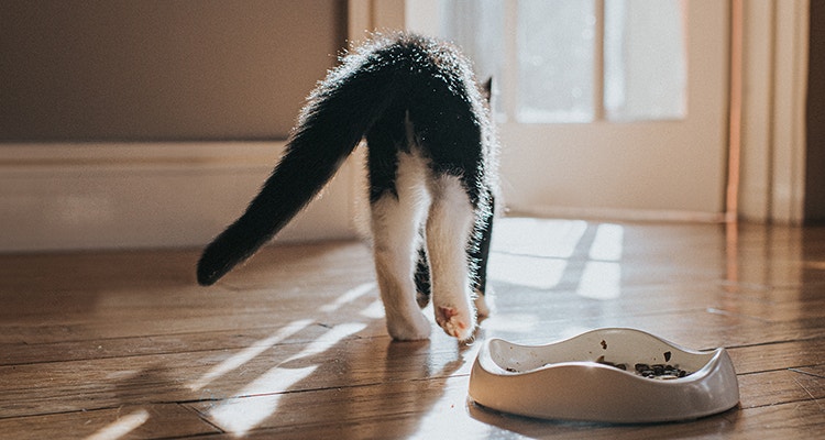 A kitten walks away from her food bowl