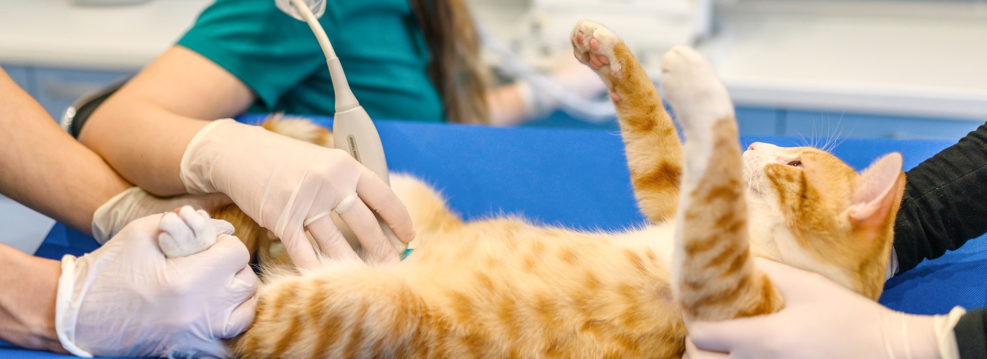 Cat receiving a veterinary check-up for tummy troubles