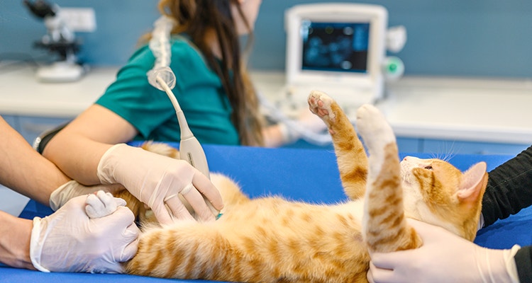 Cat receiving a veterinary check-up for tummy troubles