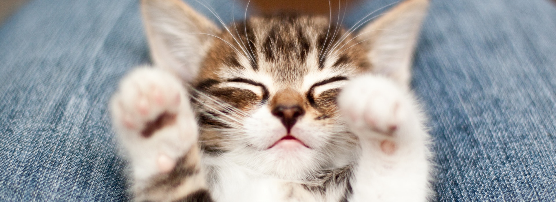 Kitten on lap of its Owner