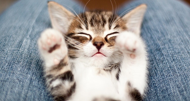Kitten on lap of its Owner