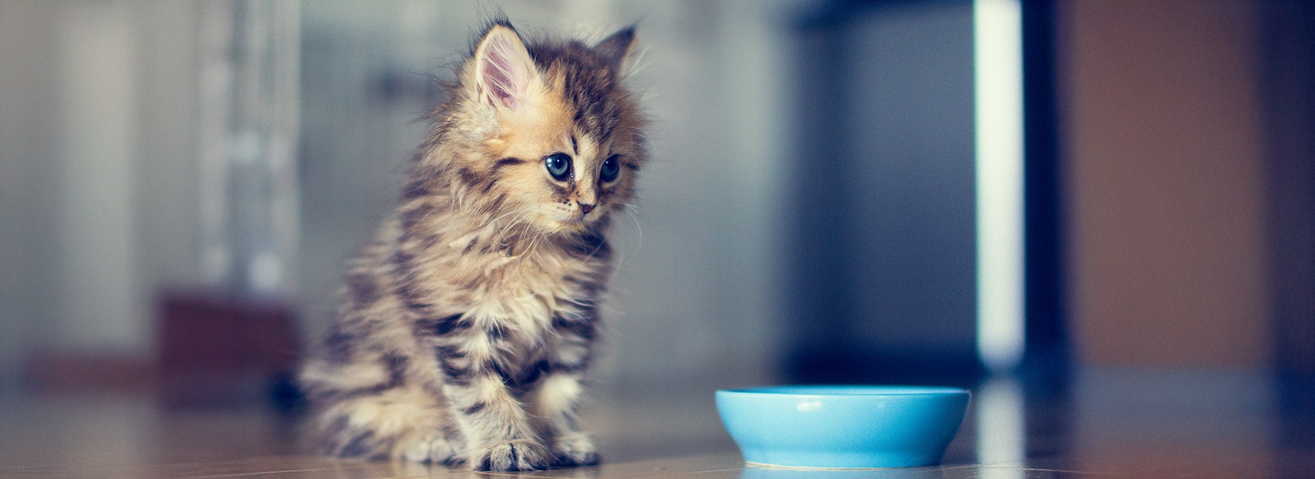 fussy kitten sitting beside a food bowl