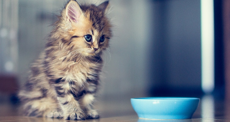fussy kitten sitting beside a food bowl