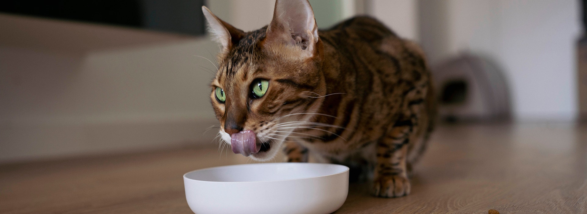 Cat eating dry food from a bowl during mealtime