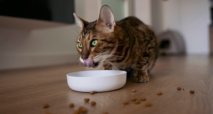 Cat eating dry food from a bowl during mealtime