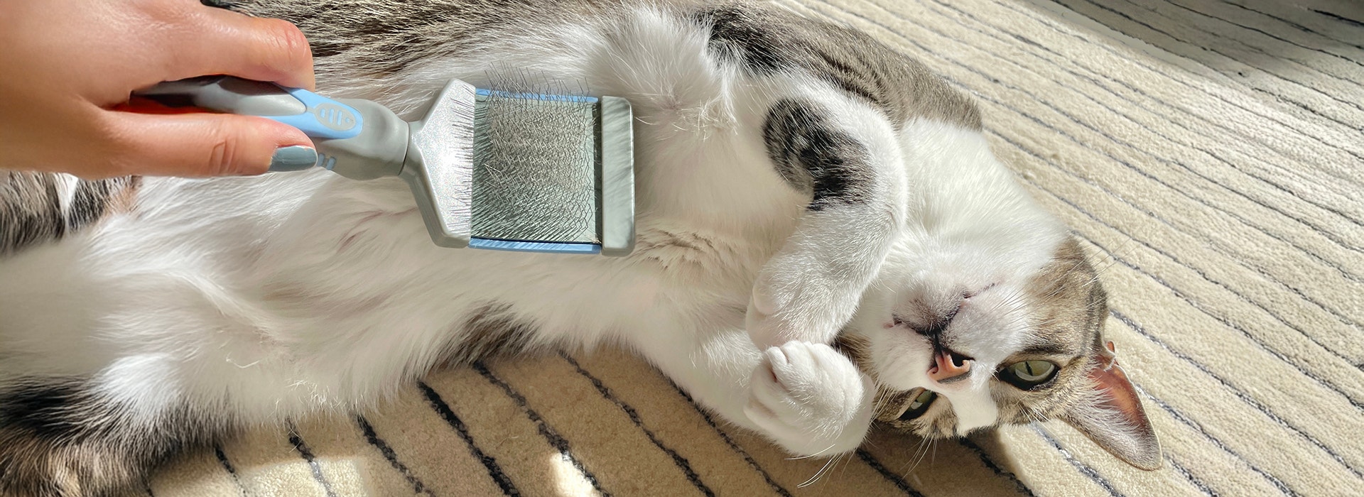 Close-up of Brushing a cat to help reduce shedding, untangle fur & prevent hairballs.