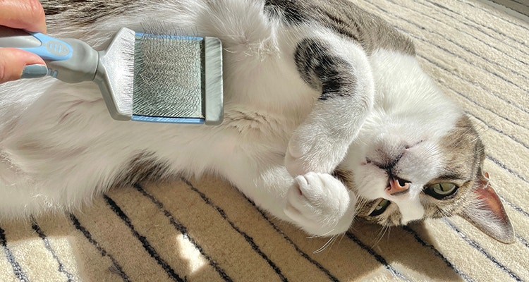Close-up of Brushing a cat to help reduce shedding, untangle fur & prevent hairballs.