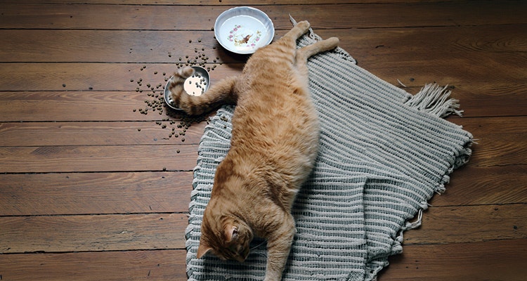 Lazy domestic cat eating dinner