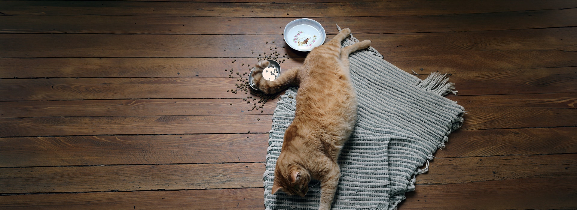 Lazy domestic cat eating dinner