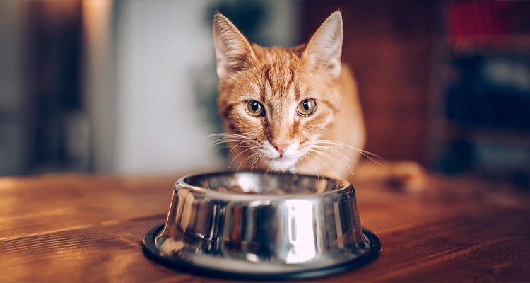 Domestic Cat eating out of bowl