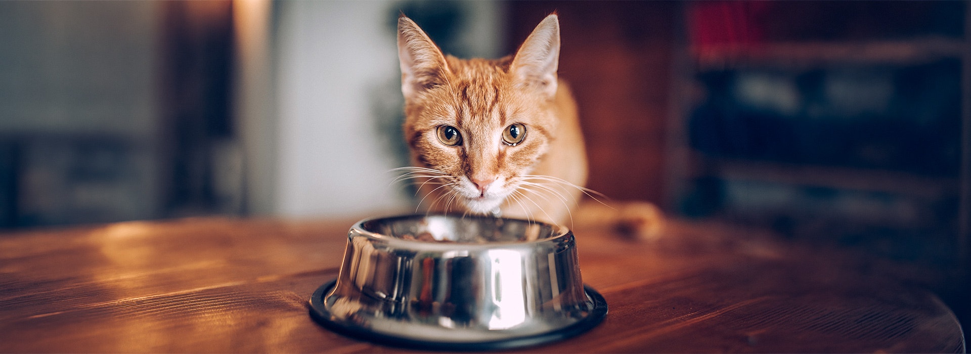 Domestic Cat eating out of bowl