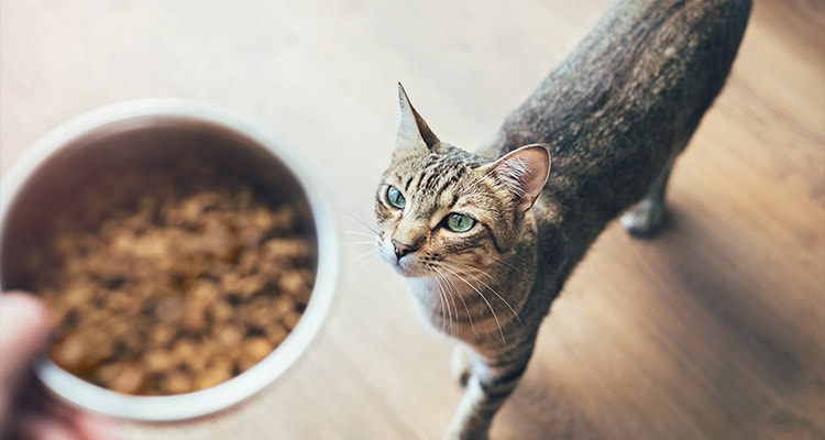 Domestic tabby cat looking at hand holding bowl with cat food