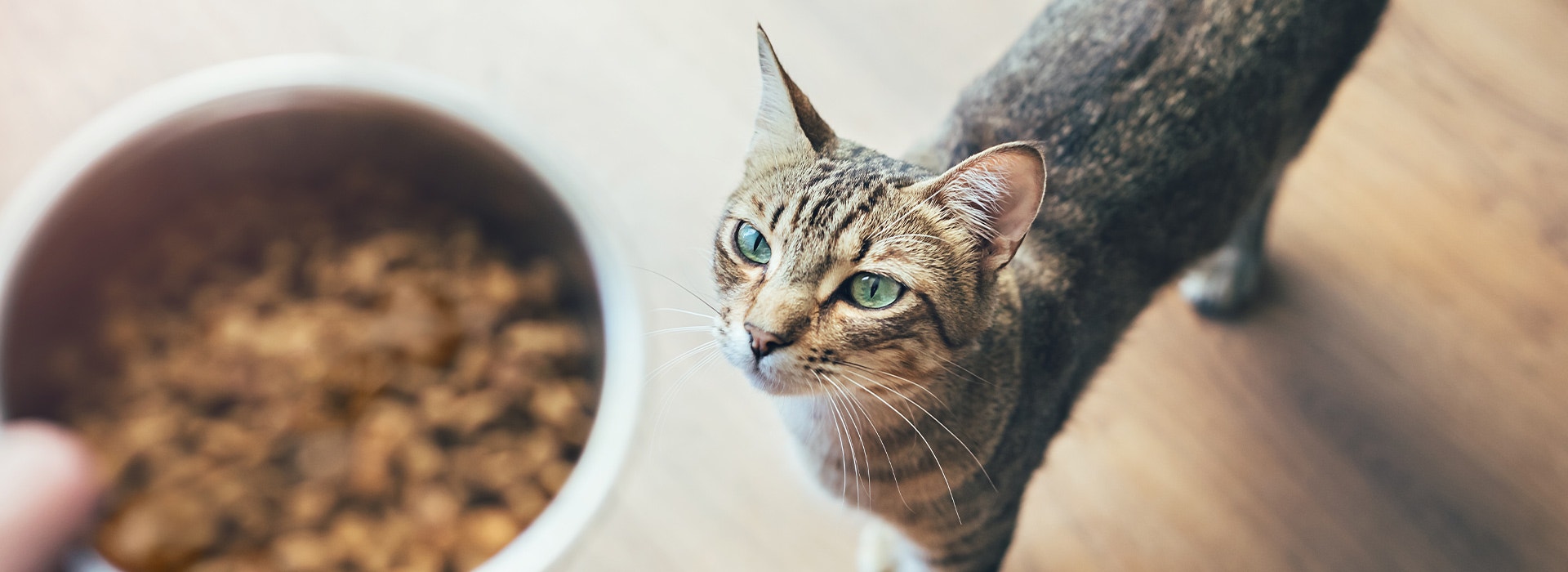 Domestic tabby cat looking at hand holding bowl with cat food