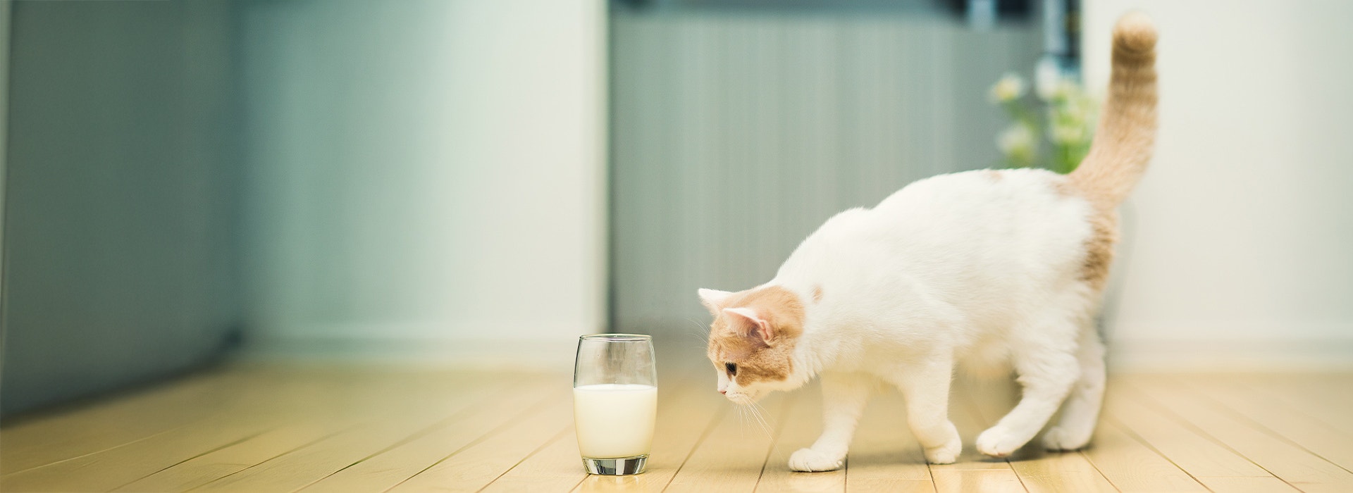 Beige & white-colored Scottish Fold cat looking glass of milk