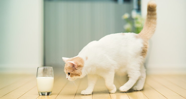 Beige & white-colored Scottish Fold cat looking glass of milk