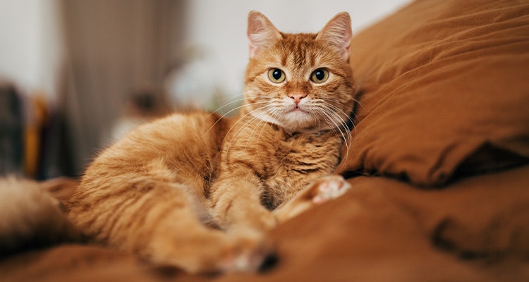 Ginger cat lying on the bed at home