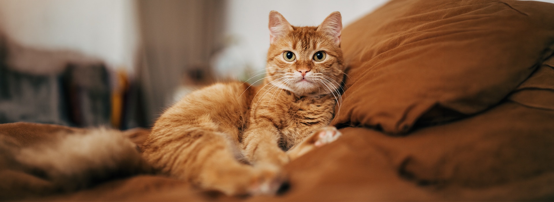 Ginger cat lying on the bed at home