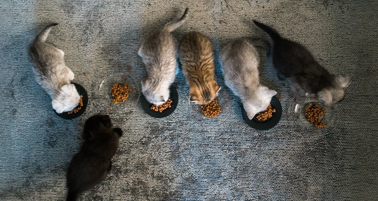 British shorthairs kitten eating food
