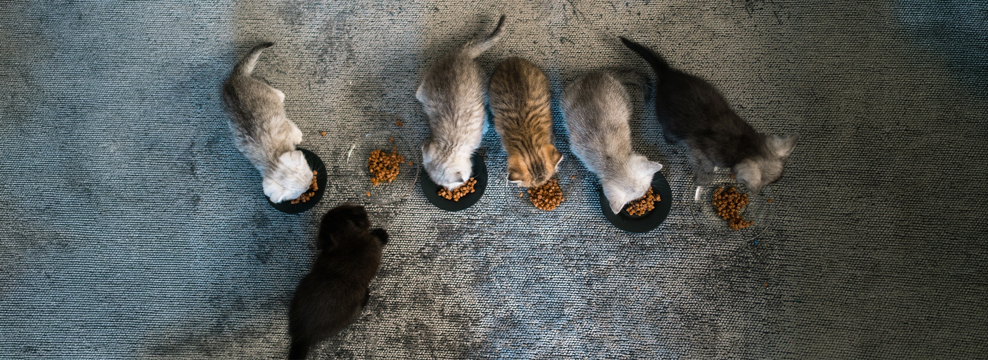 British shorthairs kitten eating food