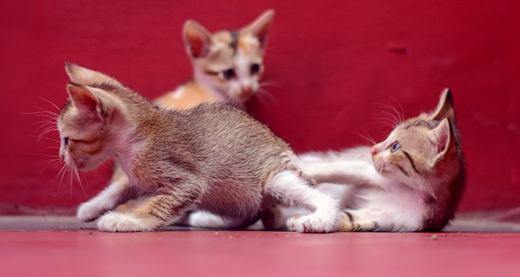 Kittens playing on the floor