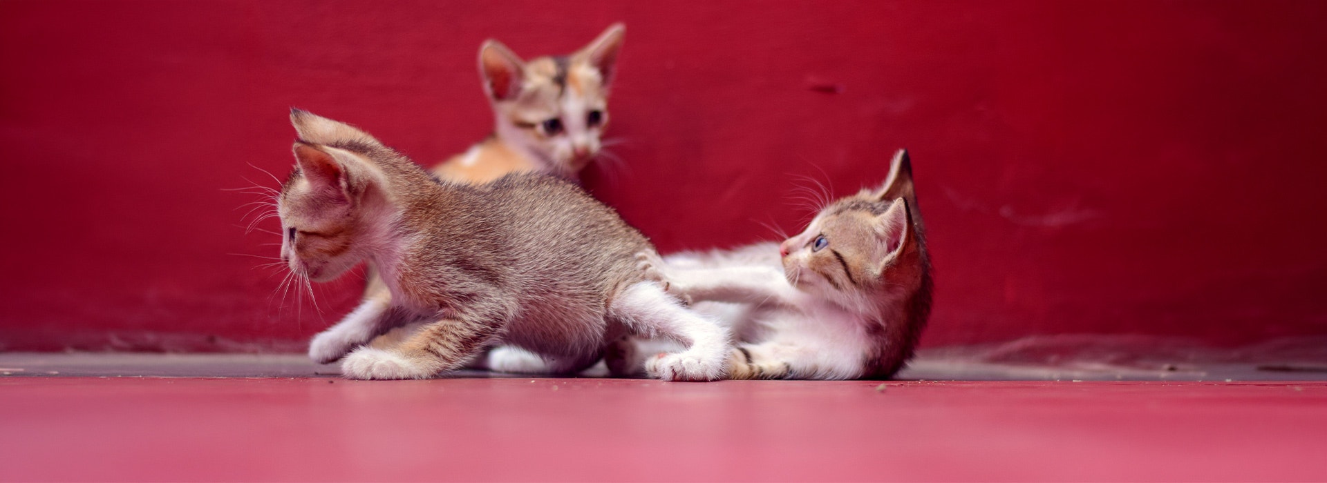 Kittens playing on the floor