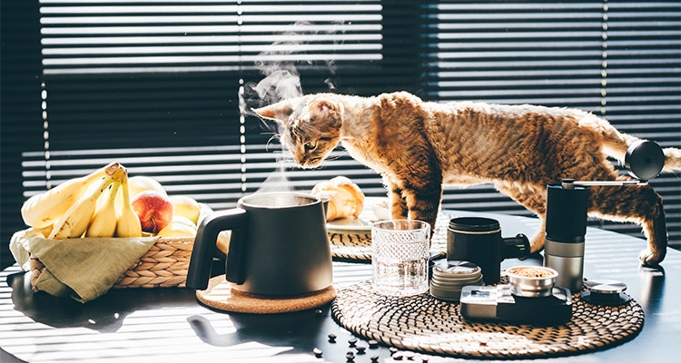 Cat trying to steal food from the table