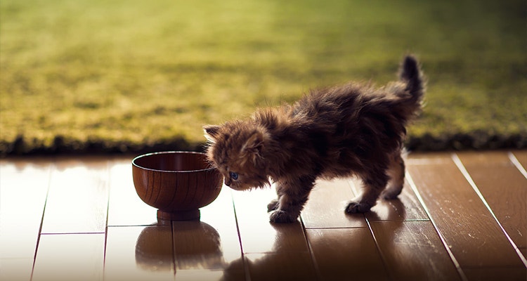 Kitten eating from a food bowl during a transition to new cat food