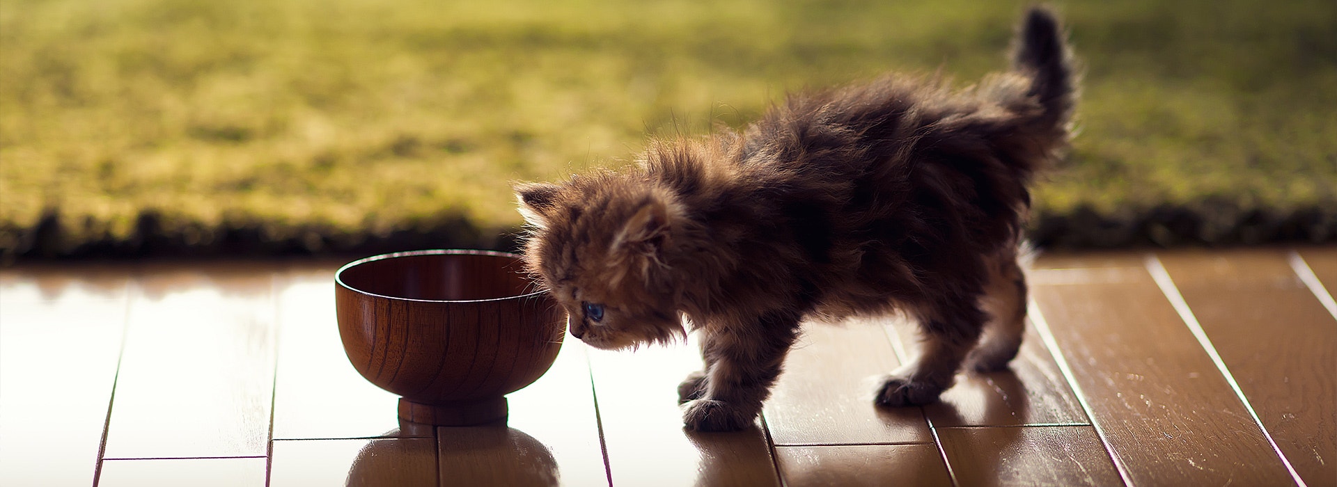 Kitten eating from a food bowl during a transition to new cat food