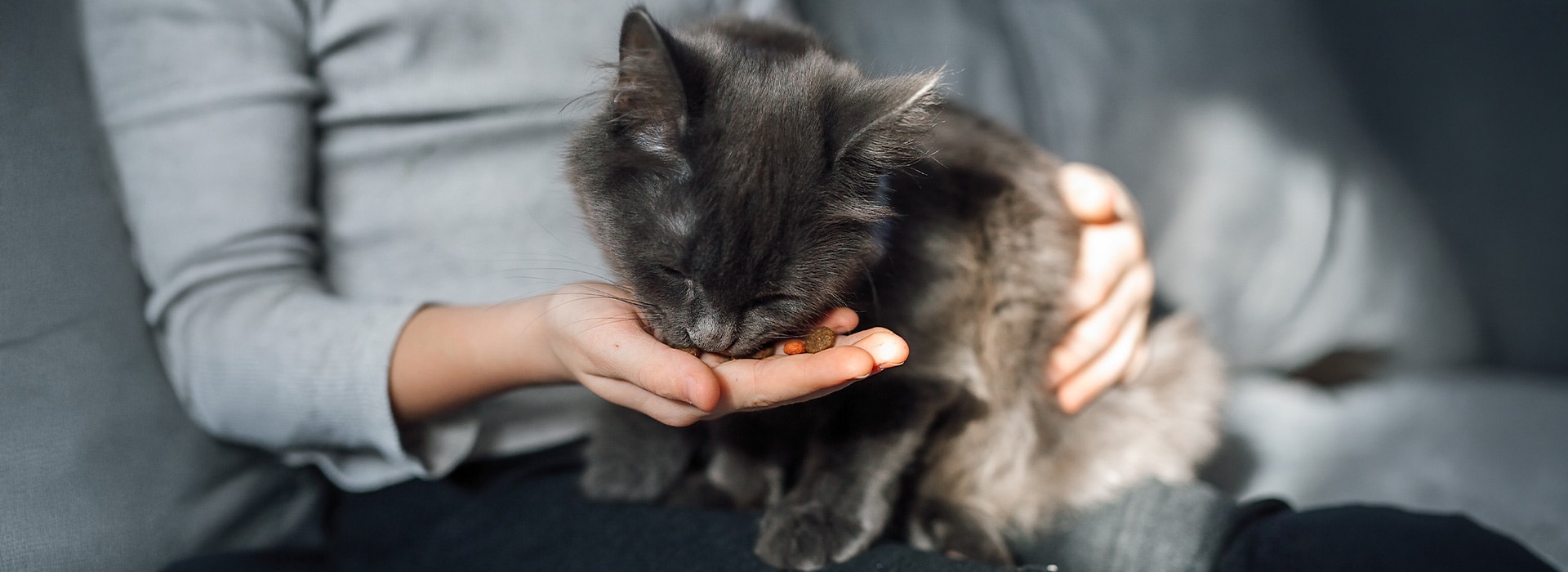 cat eating a treat from a person's hand