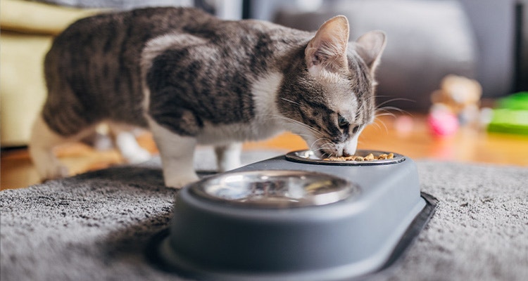 Kitten eating dry food from a bowl at home
