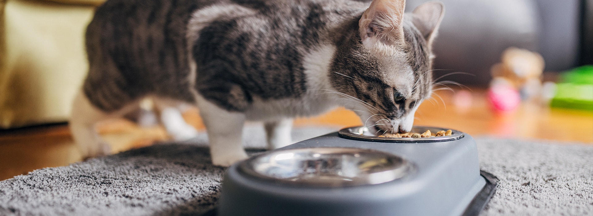 Kitten eating dry food from a bowl at home
