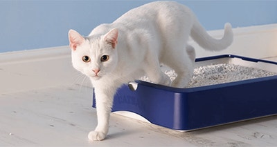 Why does my cat litter smell so bad?