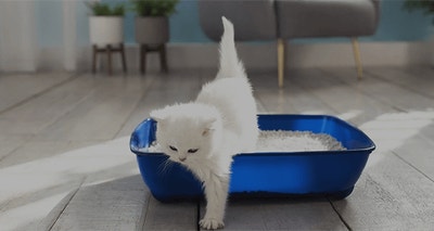 Where to put the cat litter box: the dos and don’ts