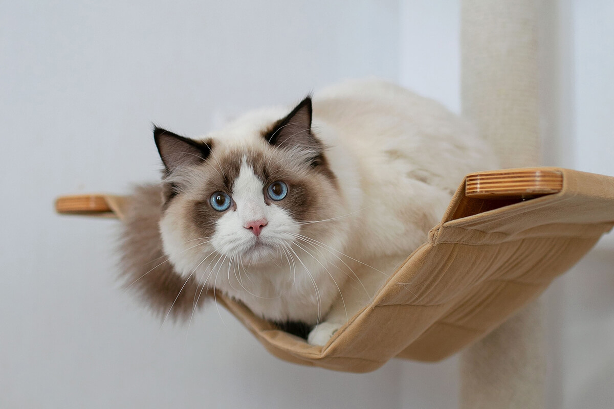 Cat sitting in a cat tree